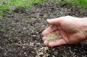 Annual Ryegrass