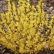 Show Off® Sugar Baby® Forsythia