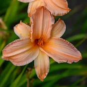 Hemerocallis 'Candy Apple' (Daylily)