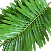 Coontie Fern