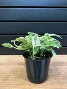 Epipremnum Aureum “Pearls & Jade Pothos” 4” Pot — YELO APLE