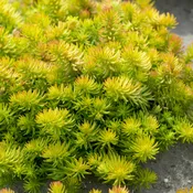 Angelina Sedum