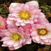 HELLEBORUS Cotton Candy #1