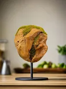 Botanic Moss Orb