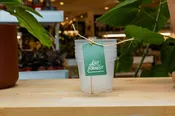 Clear Grower Pot
