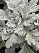 ARTEMISIA SEA SALT - 4'' POT