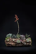 Be wild and free — Casey's Flower Studio
