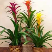 BLOOMING BROMELIAD PLANT  NEW=P12