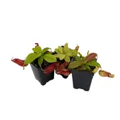 Indoor Beginner Carnivorous Plant Collection