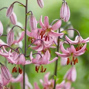 Candy Morning Turk's Cap Lily
