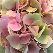 Green and Pink Antique Hydrangeas