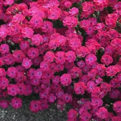 ‘Paint the Town Red’ Pinks (Dianthus paint ‘The Town Red’) – QT