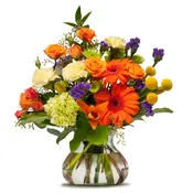 Papaya Whip TMF13-237