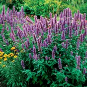 Agastache ‘Blue Boa’