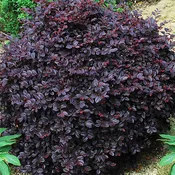 Cerise Charm™ Loropetalum