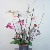 Double Potted Orchid