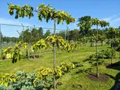 3 Tier Espaliered Combination Asian Pear