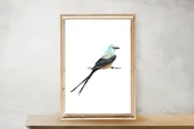 Art Print|8x10|Scissortail Flycatcher Bird (Watercolor)