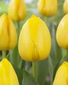 Novi Sun Yellow Tulip Bulbs (25 Pack) | Premium Dutch Flower Bulbs — Burnside Farms