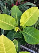 Philodendron 'Moonlight' — Excelsa Gardens