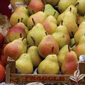 Ayers Pear