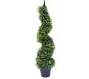 10G Buxus Microphylla - Variegated Korean Boxwood - Green Mountain Spiral 4' - 20004-1587