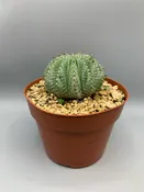 Euphorbia polygona white — Desert Creations