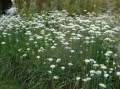 Allium tuberosum Garlic chives Z 4-8