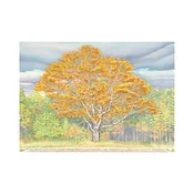Champion Birch — Glen Arbor Artisans