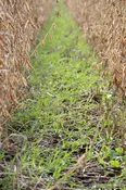 OR VNS Annual Ryegrass