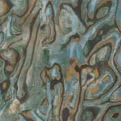 Abalone - WHF3178.WT.0