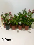 Your Choice of 9