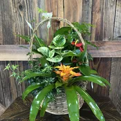 10 In Plant Basket