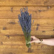 English Lavender - Buena Vista — Charles Little and Company LLC