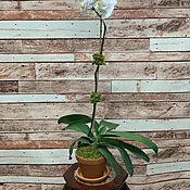 Single Phalaenopsis Orchid