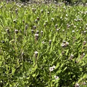 Frogfruit-Phyla nodiflora (1 GAL)