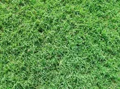 Bermuda Grass Tahoma 31 – 450 sq ft – Price / Pallet