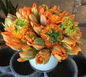Orchestra Dei Tulipani