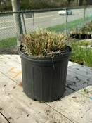 Dwarf Fountain Grass #3