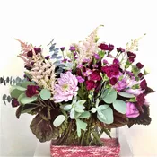 Bonita Bay Garden Lovers Mix