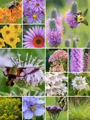 32 Plant Pollinator Garden