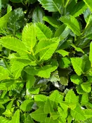 Ilex x 'Conty' ~ Liberty™ Holly