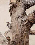 Acorn Woodpecker on Monterey Cypress