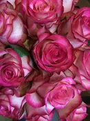 Lapetus Moon Rose