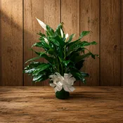 Peace Lily, 6”