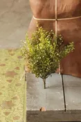 Baby’s Grass Bush