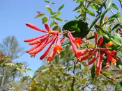 Lonicera sempervirens (Trumpet Honeysuckle)