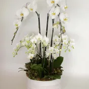 Grand Orchid Arrangement