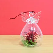 Angel Glass Vase – Hanging With Air Plant