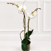 Phalaenopsis Orchid Plant, Dressed